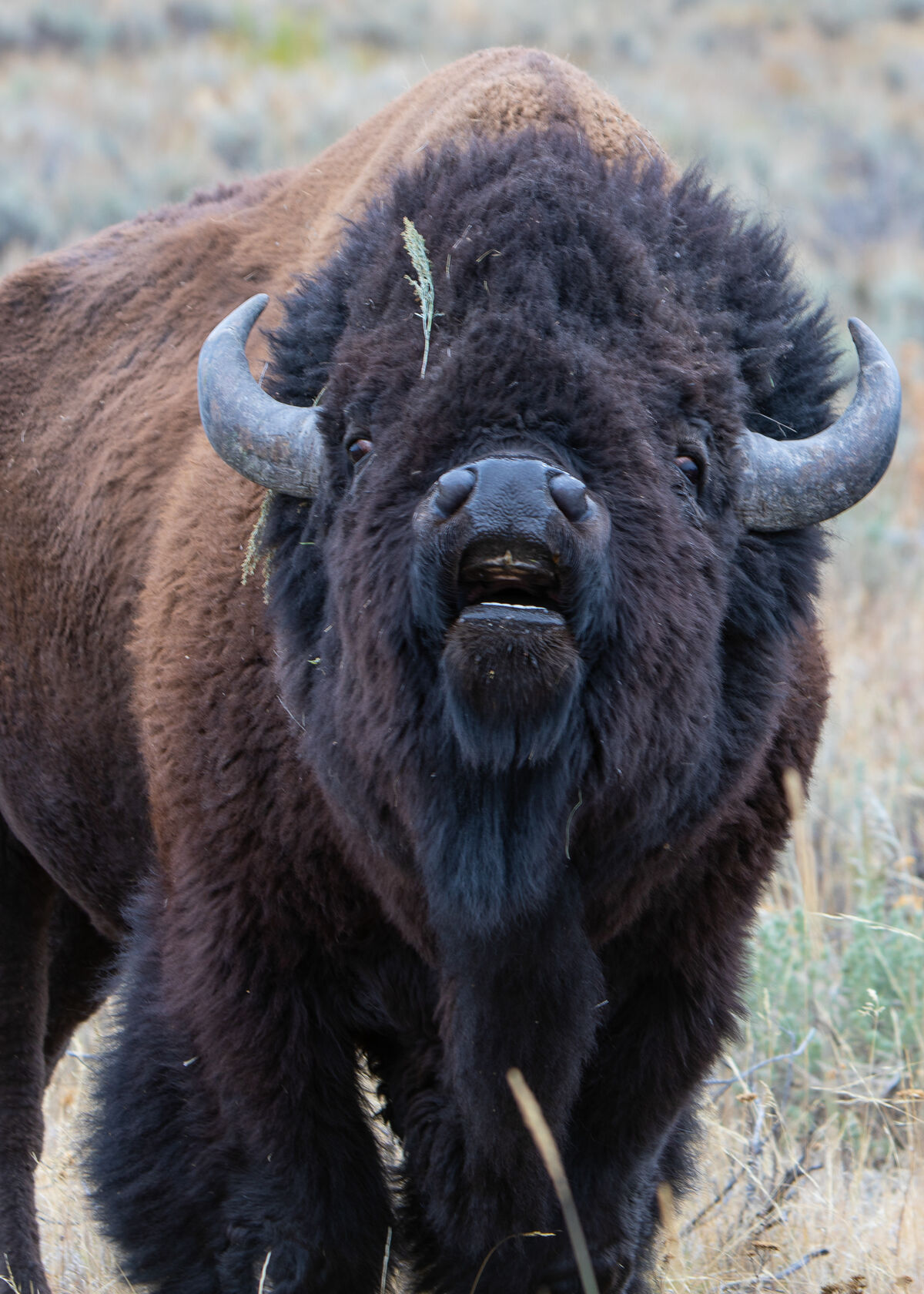 Bison, Yellowstone