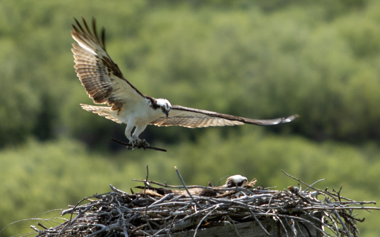 Osprey in flight